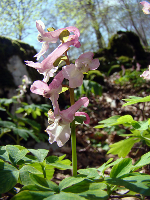 Corydalis cava